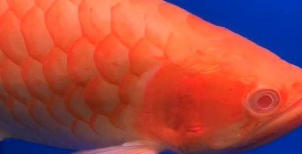 白子红龙鱼：珍稀白化之美