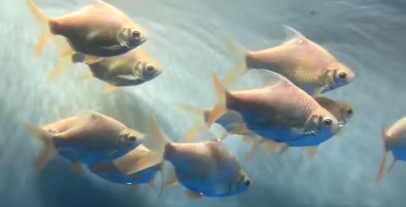 泰国雪鲫鱼：热带观赏鱼的璀璨明珠
