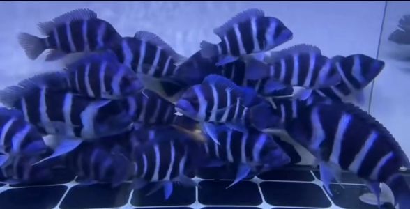 萨伊蓝鱼：水族箱中的蓝色魅影，养殖与鉴赏全攻略