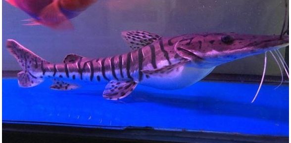 鸭嘴鲨鱼：淡水中的奇特生物，探索其独特魅力与饲养之道