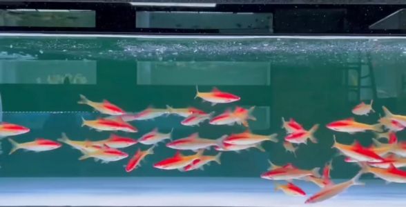 黄金一眉道人：探寻珍稀鱼种的独特魅力与养殖秘籍