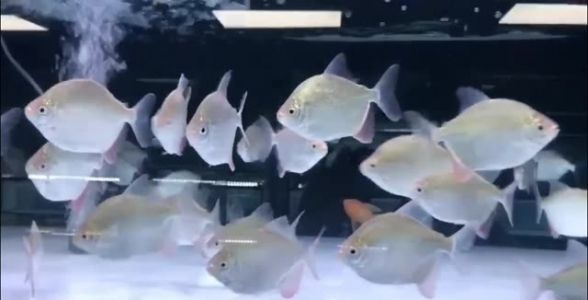 麦肯斯银版鱼：独特魅力的观赏鱼新星