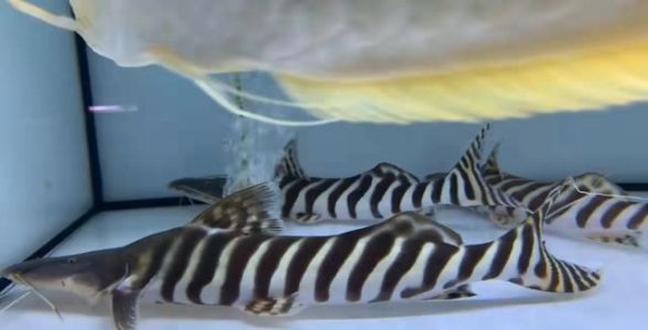 斑马鸭嘴鱼：神秘斑马纹的水中精灵