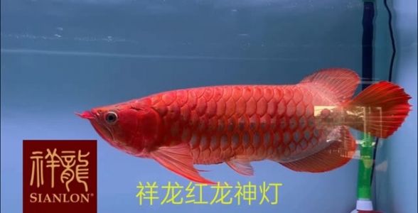红龙鱼增色专用灯：打造绚丽红龙，水质清澈不染色