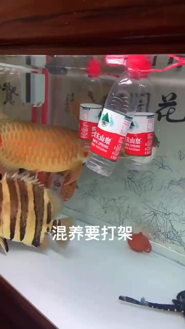 龙鱼混养方法