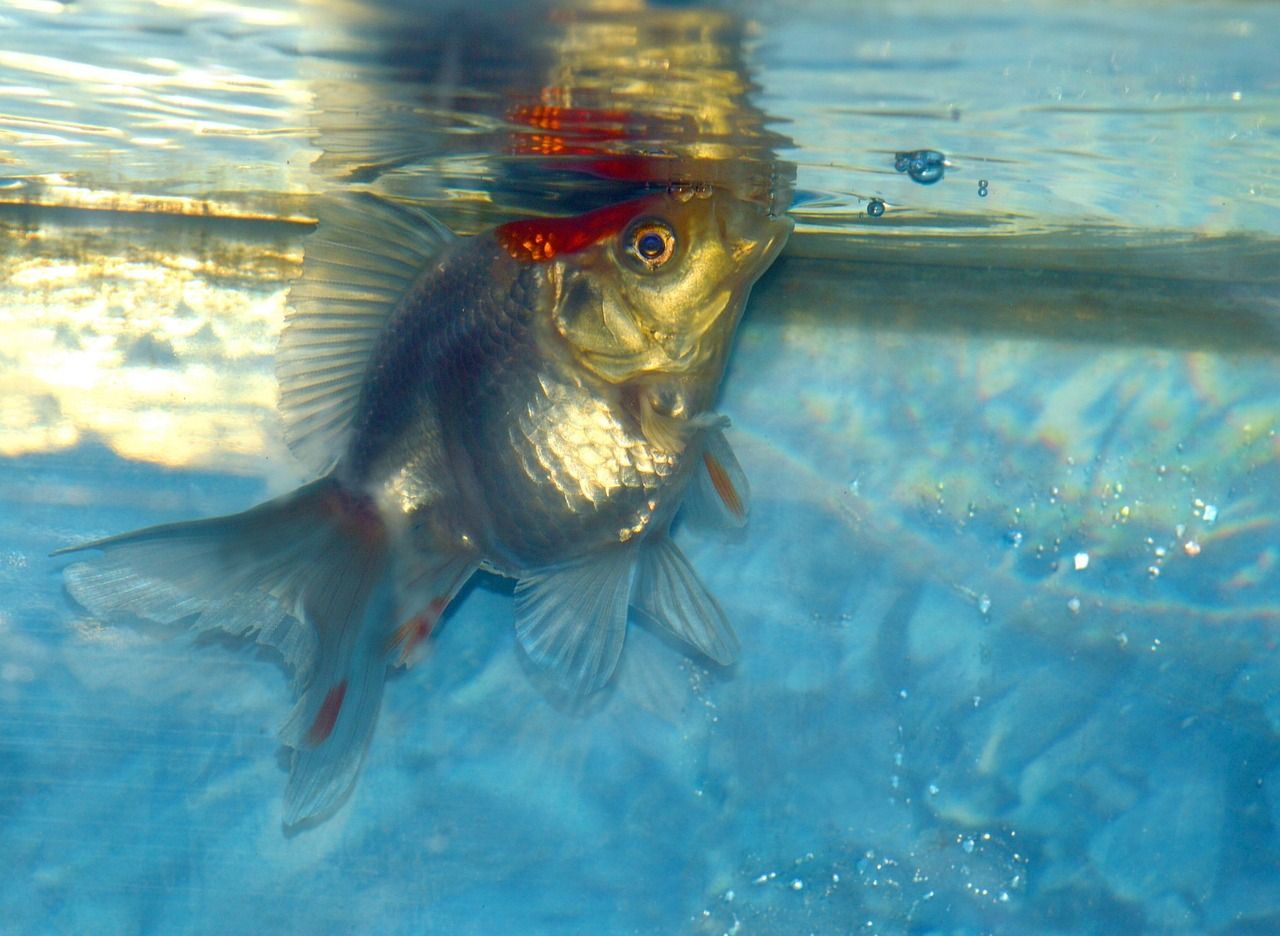 新鱼缸玻璃胶味道对鱼有没有影响呢视频(新鱼缸有胶味对鱼有伤害吗)