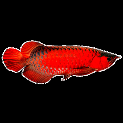 野生红色金龙鱼叫什么