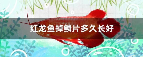 红龙鱼背上的鳞片发白是什么病