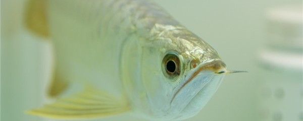 金龙鱼眼睛有块白膜是什么东西：金龙鱼眼睛出现白膜是由于多种原因引起的，请注意以下信息仅供参考
