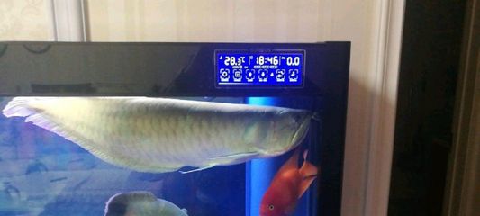 森森<strong>鱼缸</strong>显示屏温度不准了